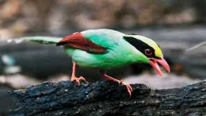 Китайски лазояд сорока