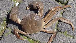 Китайски мохпатричен рак