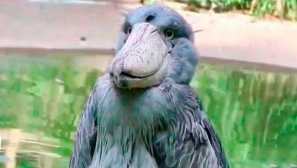 Kitravan или royal heron