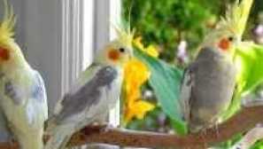 Корел клетки: дизайн, подреждане, монтаж и грижи