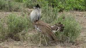 Когато дори уикипедия е погрешно. Пуснете най-голямата летяща птица