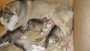 Когато кученцата са отворени след раждането?