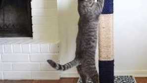 Kogtetchka за котката го правят сам от въжето