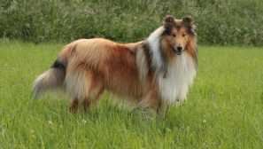 Collie: история на произход и характер