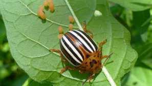 Colorado beetle описание, местообитание, изграждане на тяло, жизнен цикъл, борба с вредителите