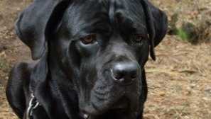 Corsa corsa: описание на породата, снимка