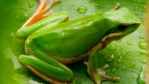 Коралови пръски liberty