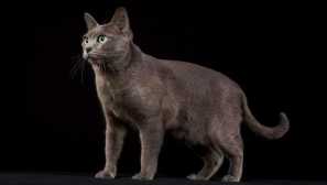 Корат - зелени очи роден от тайланд