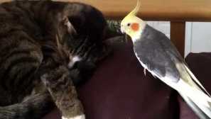 Корела защитава котката от досадни гости