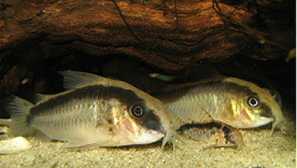 Коридор архипус, коридо мрежа, schultz coridoory - аквариумна сомова.