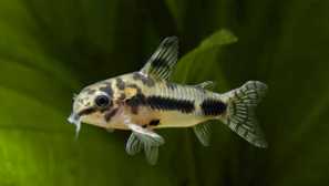 Coridory habrozus описание, съдържание, размножаване, съвместимост.