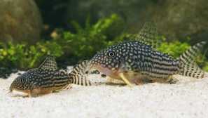 Sterba коридора описание, възпроизвеждане, съдържание, снимка.