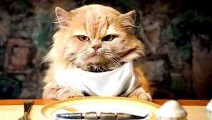 Хранене на котки, като се вземат предвид характеристиките на храносмилането