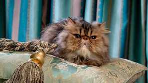 Royal cats: истински и митове за елитни породи, най-известните домашни любимци