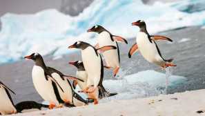 Роял пингуин