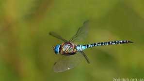 Роклерът е син