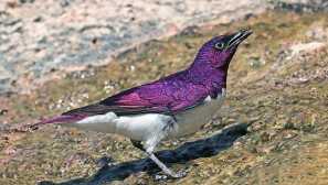 Безкъс на amethyst skworets