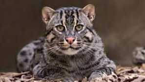 Котешки рибар