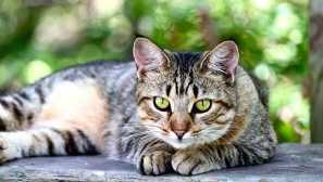 Котки със зелени очи: списък на породите и характеристиките на техния характер