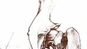 Костна структура на куче за ветеринарна информация