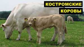 Кострома порода крави
