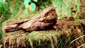 Коза обикновена