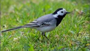 Коза, разклащане, ваксина и още 7 птици: за какви достойнства са си име