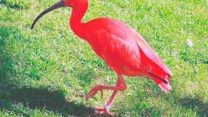 Red ibis
