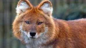 Червен вълк или гледка към планината: външен вид и начин на живот