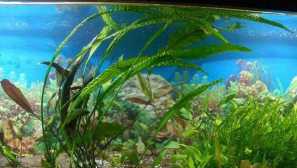 Cryptokorina апоногенолист -берий.