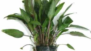Cryptocoryne becketii (cryptocoryne becketii) - купуват.