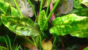 Kryptocorine blassii (cryptocoryne blassii) -acvarium plant.