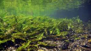 Kryptokorina hudoro: описание, съдържание, размножаване.