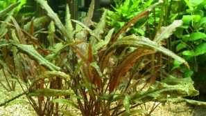 Kryptokorina neville: съдържание, развъждане, снимка, видео.