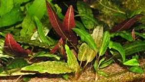 Криптокорина лилав или червен цвят (cryptocoryne purpurea)