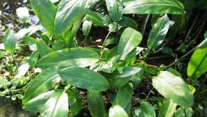 Криптокорина е ограничена: съдържание и размножаване.