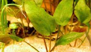 Криптокорина сърцеобразно: съдържание и грижа.