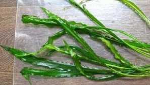 Cryptokorina spiralis в аквариума