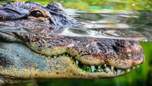 Крокодил кайман