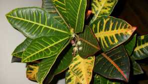 Croton: описание, видове и разновидности, разплод, снимка, видео, култивиране