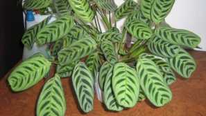 Ktenant: отглеждане и грижа у дома