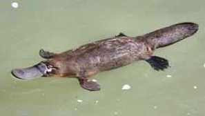 Кой е този тапет: животно - уникум или парадокс на природата