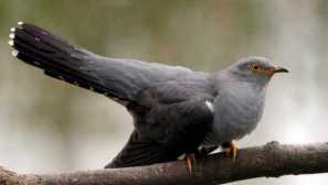 Кукувица плаши почвените родители от гласа на хищник