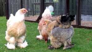 Брат пилета: описание на породата, условия и съдържание