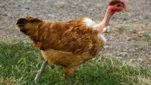 Goloshoy kura - подробна описание на породата