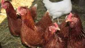 Родонитни породи пилета: описание, условия на съдържание