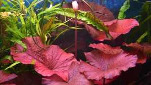 Tigerlink tiger или nimphya lotus- аквариумна инсталация.