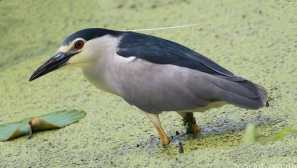 Quax обикновен или нощен чапла