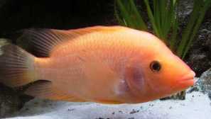 Съдържание и грижа за лабиатум