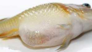 Лечение на заболявания на аквариумни риби, причинени от патогенни организми